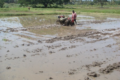 Cultivation Practices