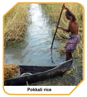 Cultivation Practices >> Main field Preparation