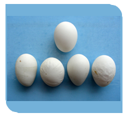 misshapen eggs misshapen eggs