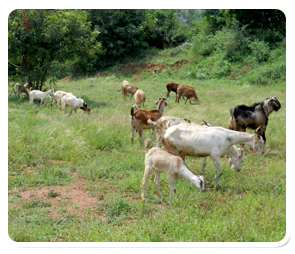 Feeding Management of Sheep and Goats