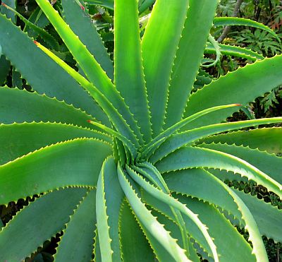 Aloe Vera Medicine Plant – Family Flowers Inc