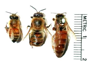 queen bee worker bee drone bee