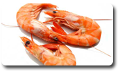 shrimp culture
