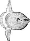 sunfish