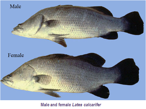 indian fish farming