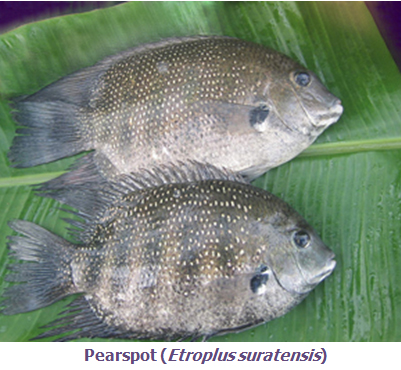 Pearl spot (Etroplus suratensis)