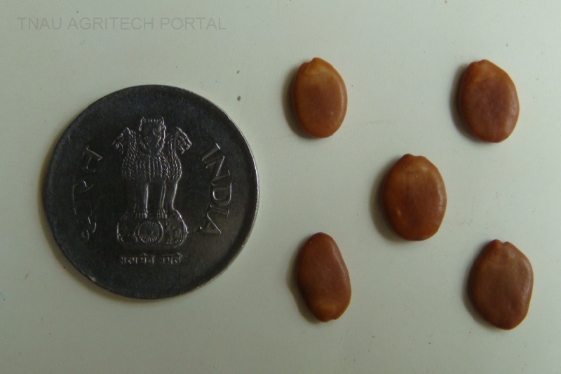 Tree Seeds Identification