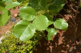 AGRO ALIVE Live Red Sandalwood Sanders Plant Hindi Name  Lal Chandan or  Raktachandan  Amazonin Garden  Outdoors