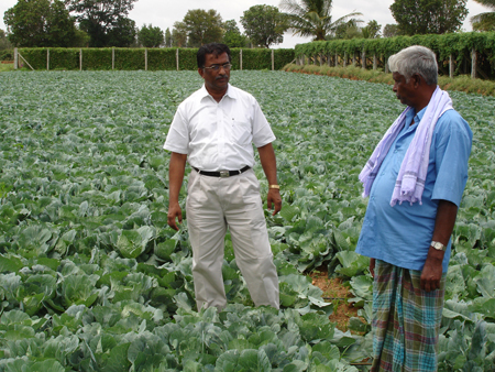 Cabbage farmer