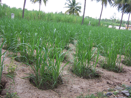 Pit method of sugarcane