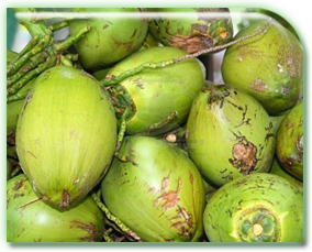 mature coconut