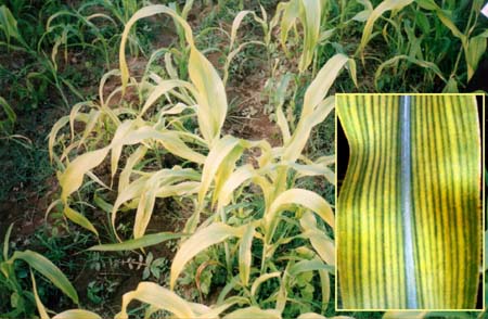 Fe - Sorghum