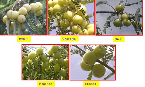 Horticulture Fruits Amla