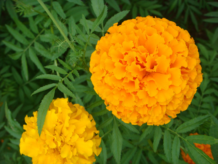 African marigold