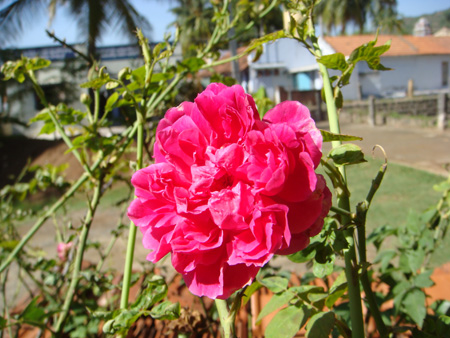 Andhra red rose