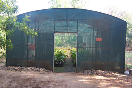 Anthurium under shadenet