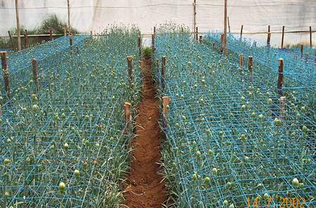 Carnations ready to bloom