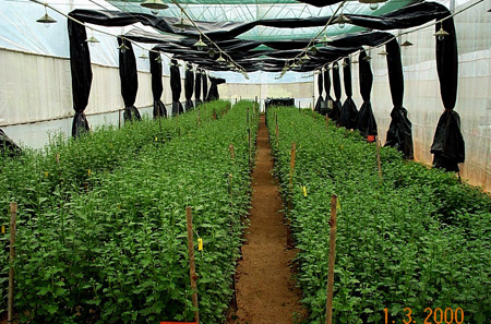 Chrysanthemum under greenhouse