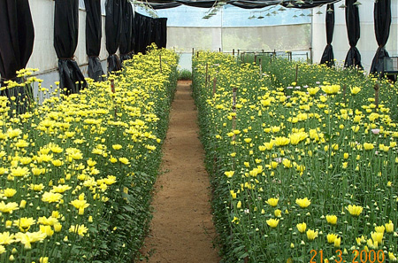 Cut chrysanthemum under greenhouse