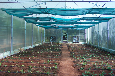 Gerbera cultivation under greenhouse