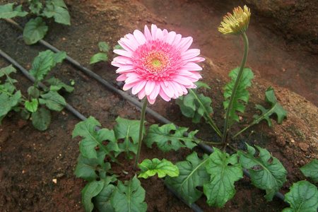 Gerbera ready for harvest