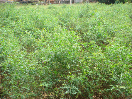 Jasminum grandiflorum field view