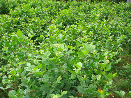 Jasminum sambac field view