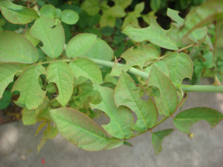 Leaf cutter bee infestation in rose