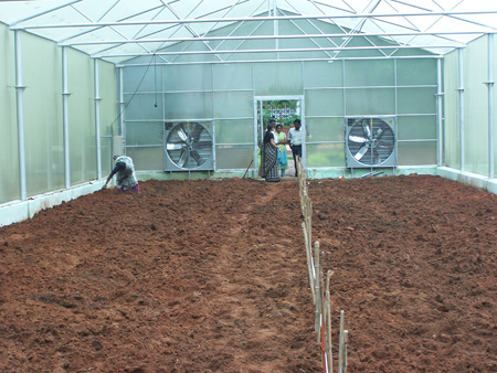 Media preparation for gerbera planting