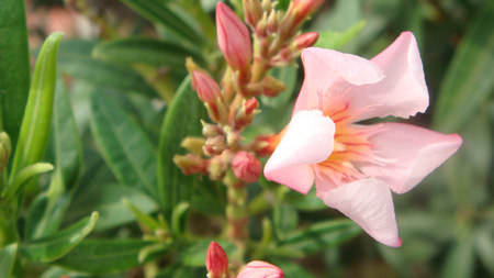 Nerium oleander