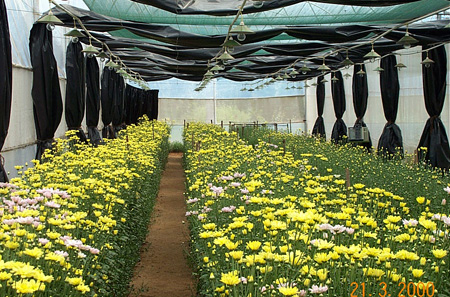 Production technology of cut chrysanthemum