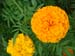 African marigold