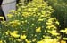 Chrysanthemum blooms under greenhouse