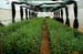 Chrysanthemum under greenhouse