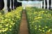 Cut chrysanthemum under greenhouse