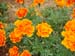 French marigold