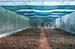 Gerbera cultivation under greenhouse