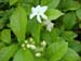 Jasminum sambac