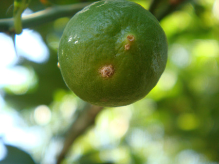 Citrus fruit canker