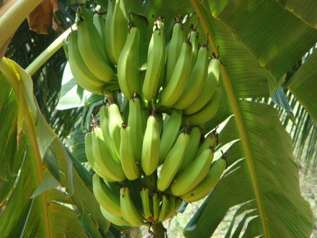 Monthan banana bunch