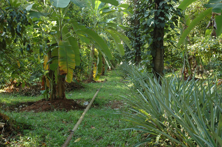 Pineapple under multitier cropping system