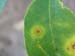 Citrus alternaria leaf spot