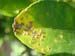 Citrus leaf canker