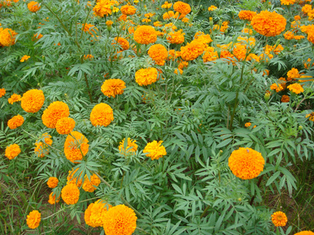 African marigold - orange