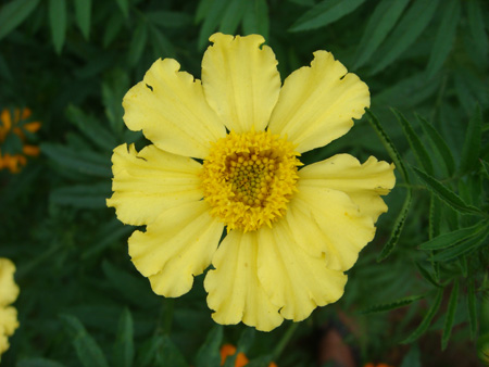 African marigold-yellow