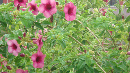 Allamanda violacea