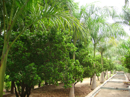 Avenue planting along cascade