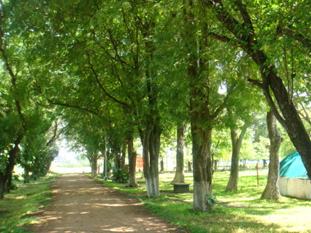 Avenue planting with tamarind