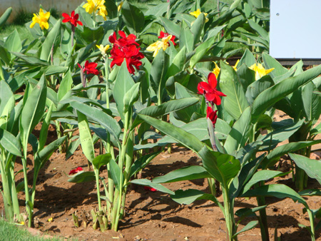 Canna indica