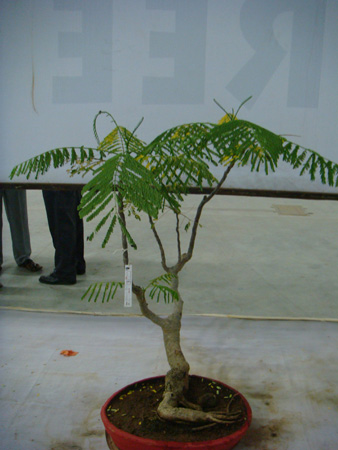 Delonix regia